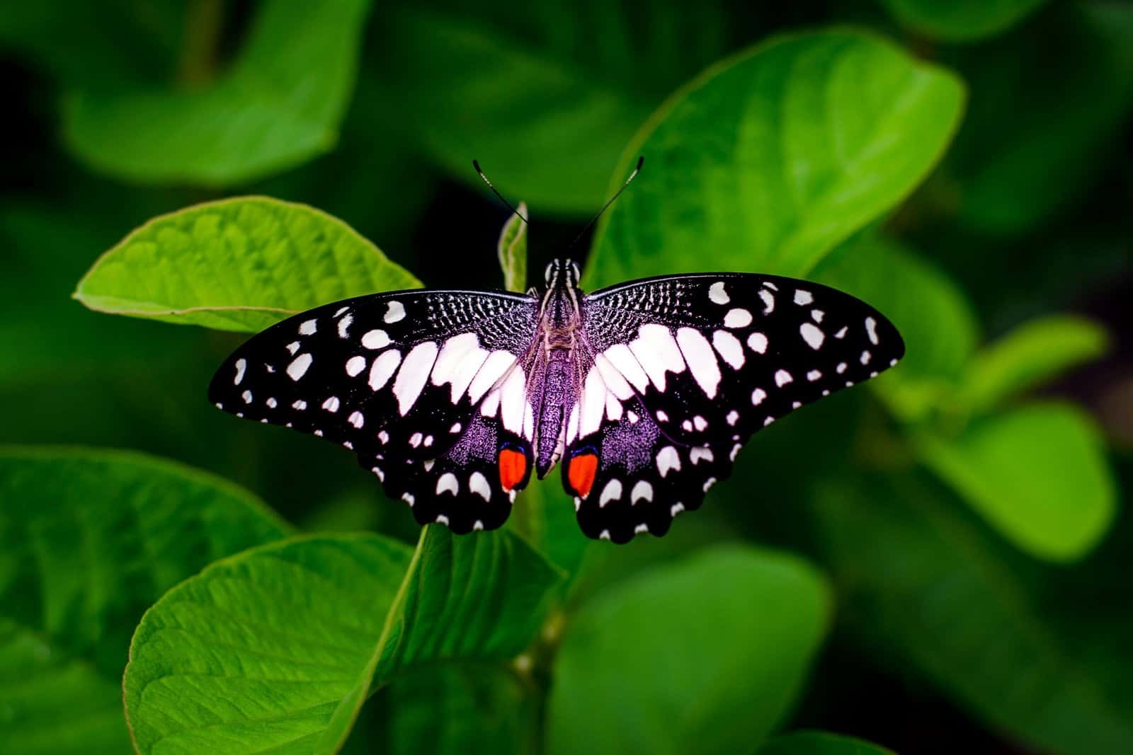 A black and white butterfly with red spots resting on green leaves