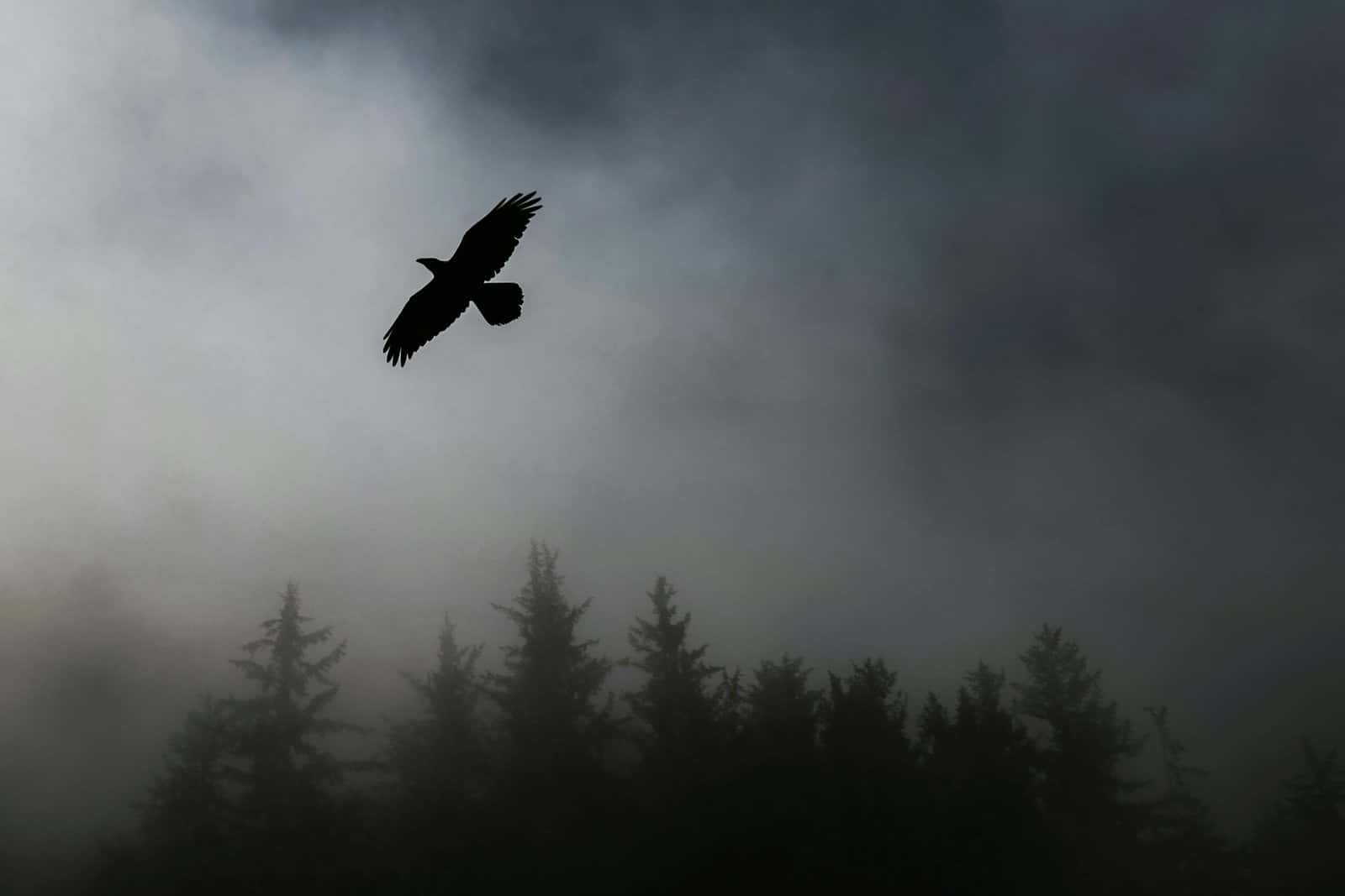A black crow flying through gray mist above a dark line of pine trees