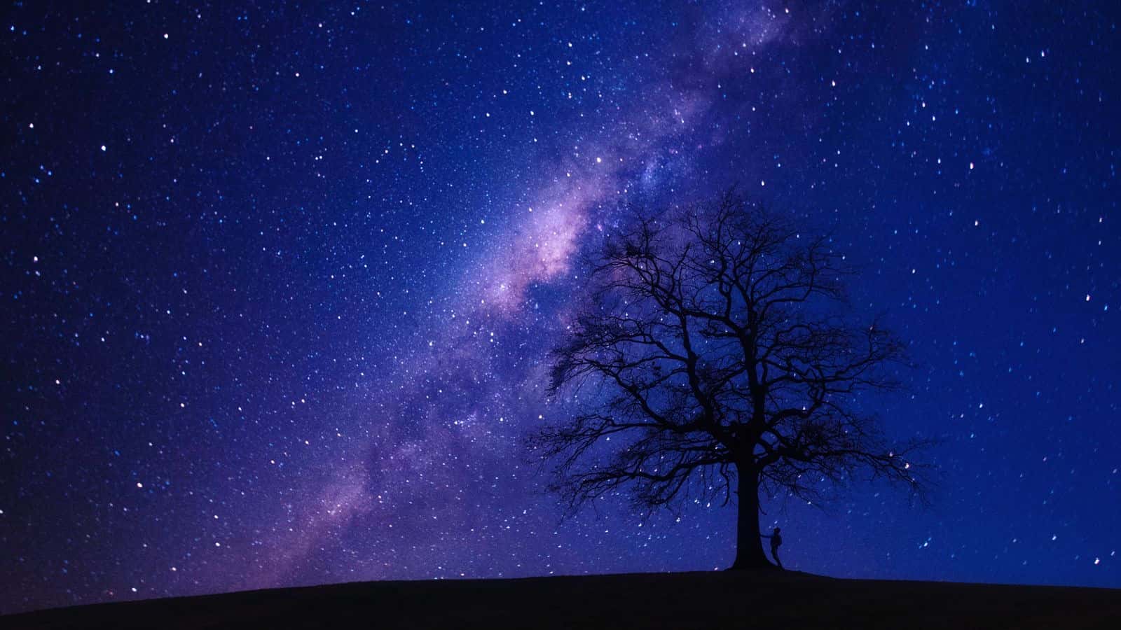 A lone tree under a dark night sky full of stars