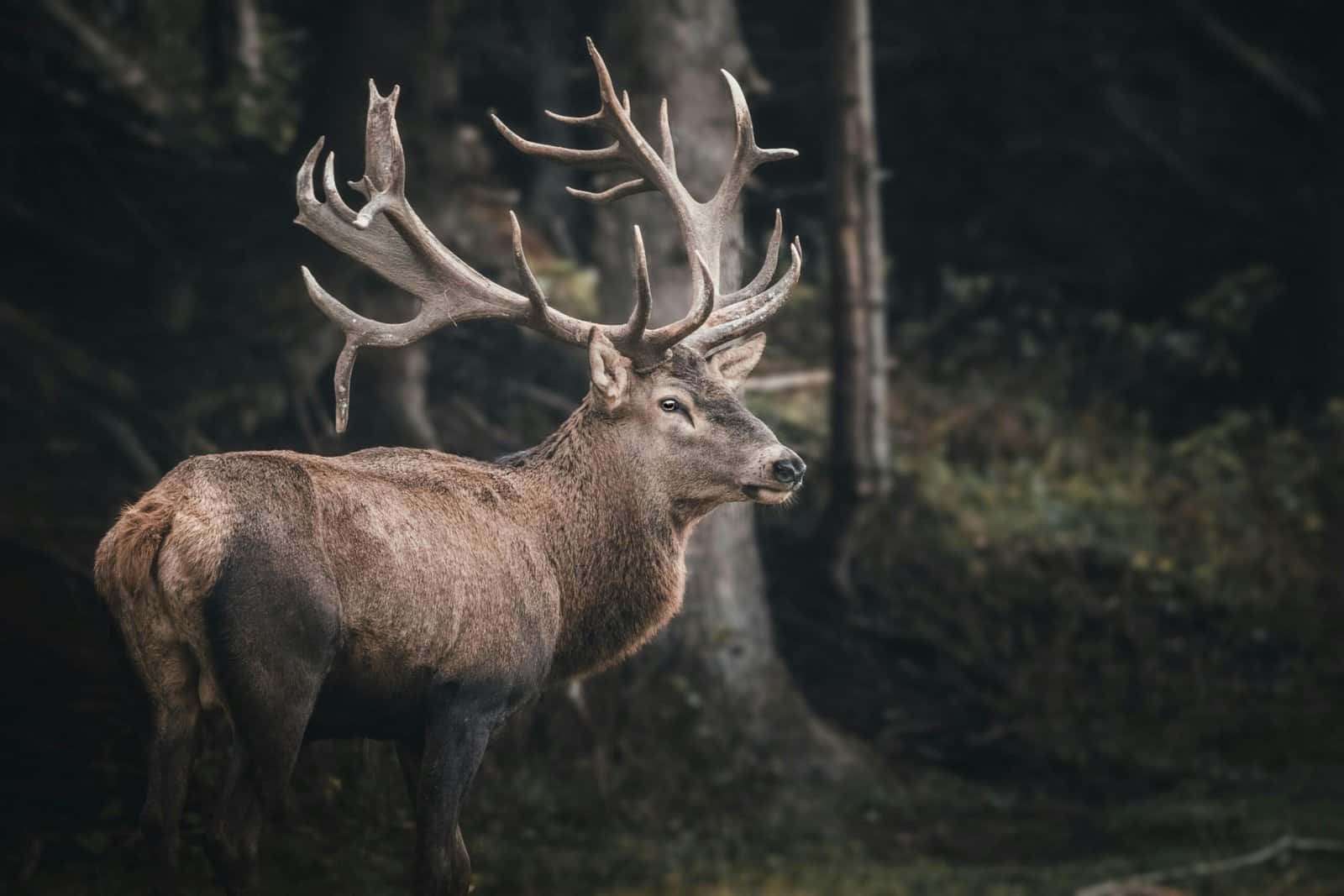 A red deer stag with large antlers standing in a dark forest