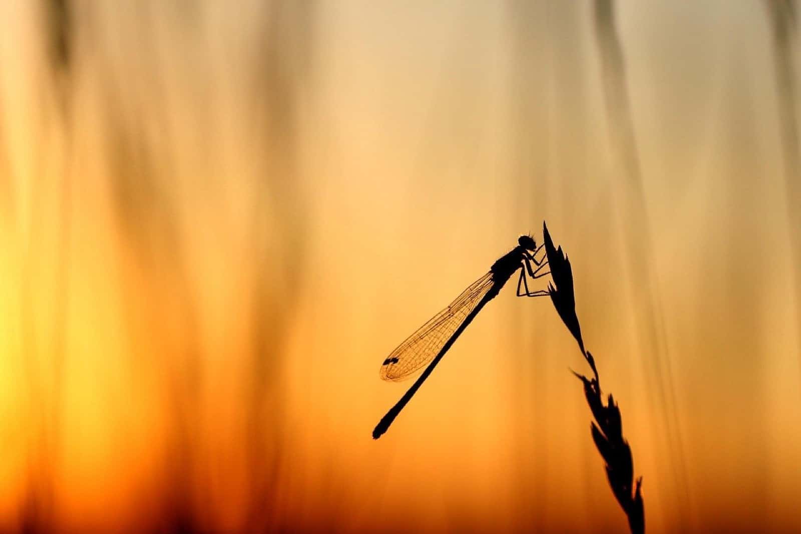 A dragonfly with clear, shining wings resting above calm water