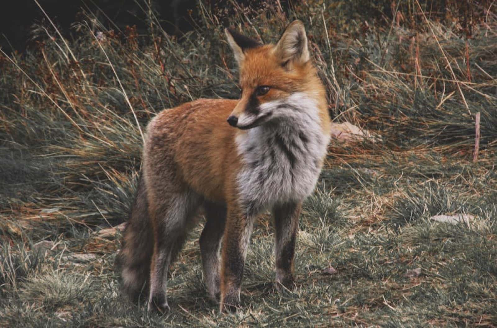 A red fox standing in dry autumn grass and looking to the side