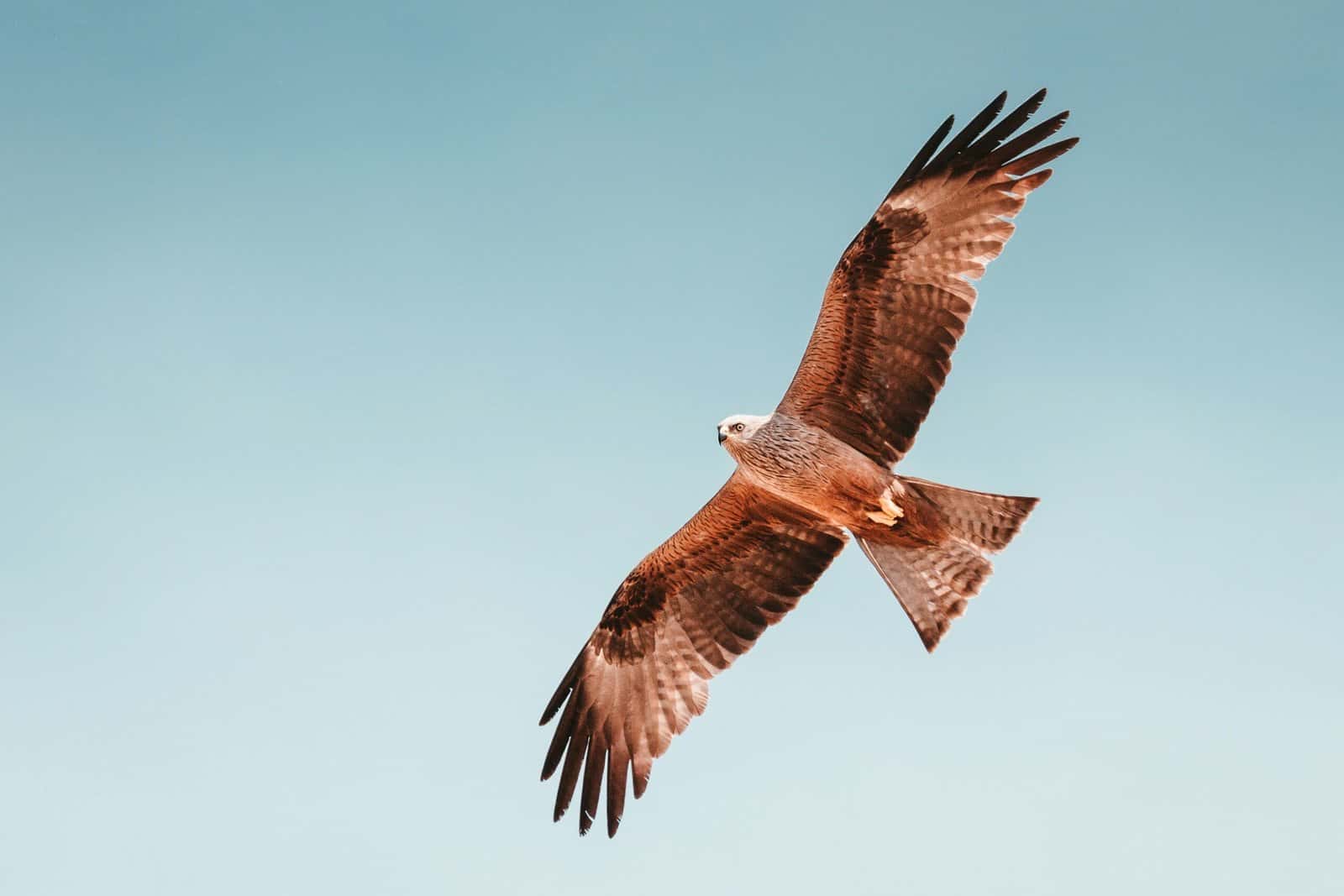 A hawk flying with wide open wings against the sky
