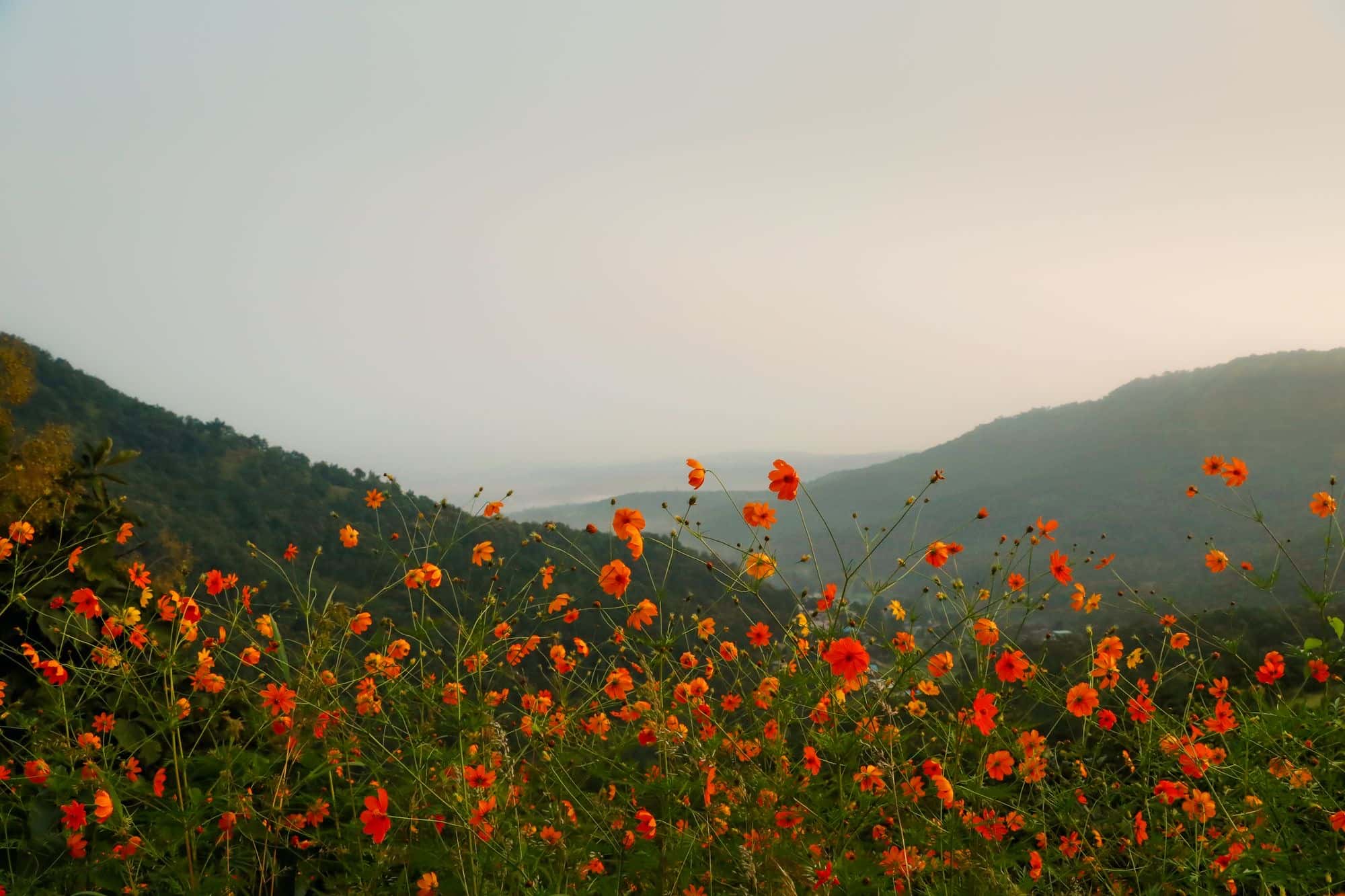 A misty mountain meadow full of wildflowers