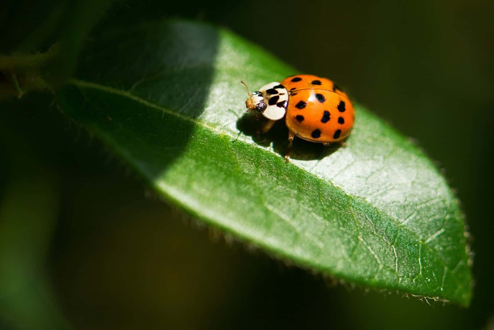 A red ladybug with black spots sitting on a green leaf