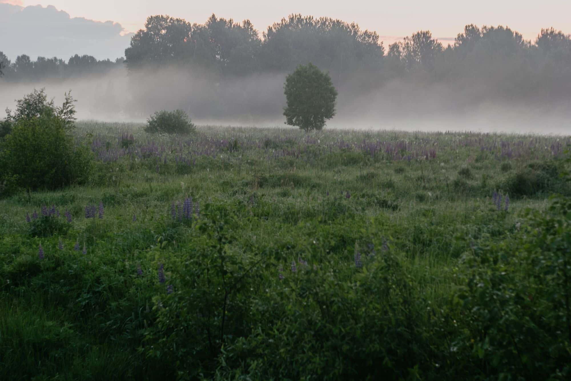 A soft, misty green meadow at sunrise