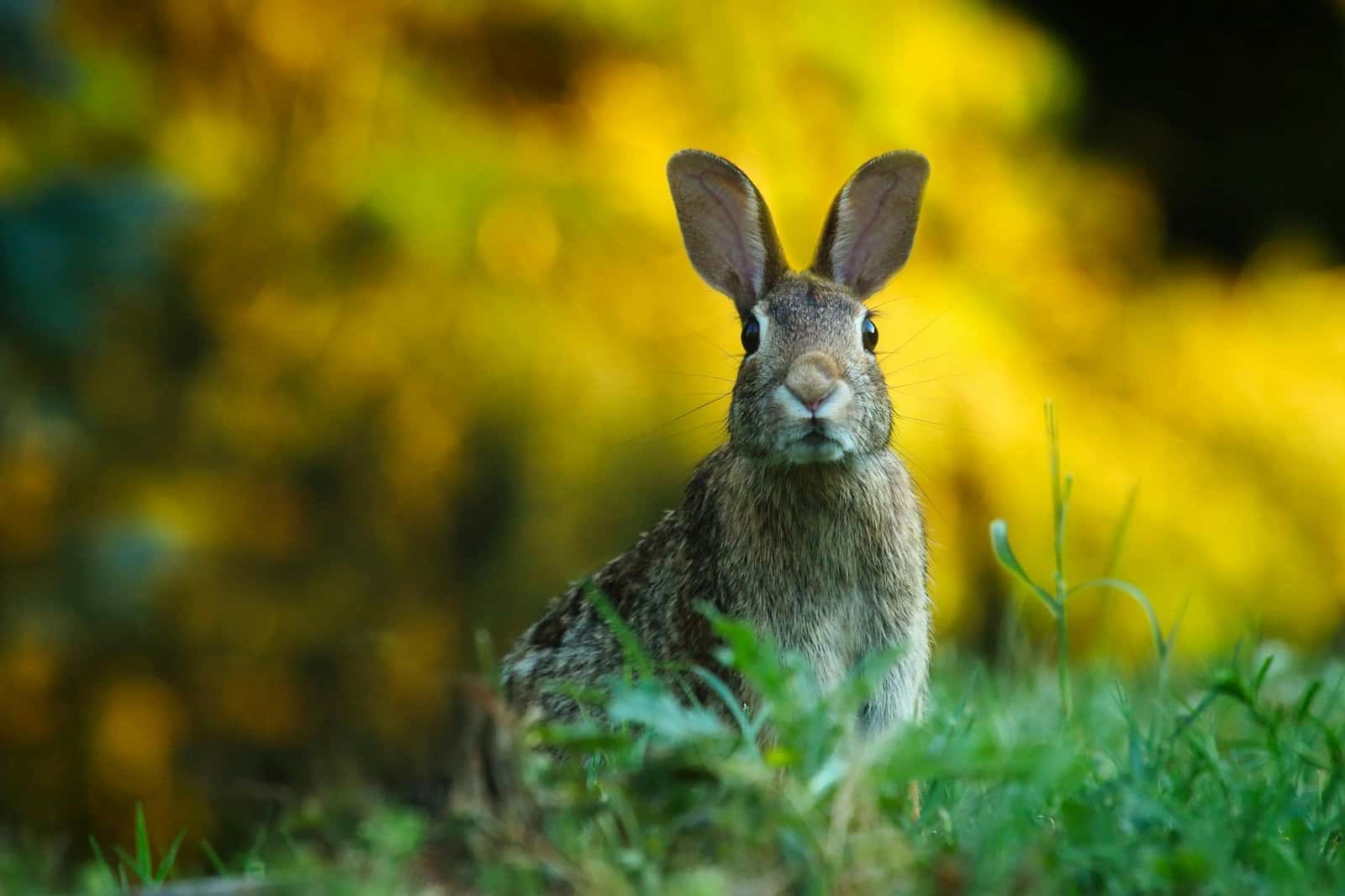 A wild brown rabbit sitting up in green grass with its ears raised