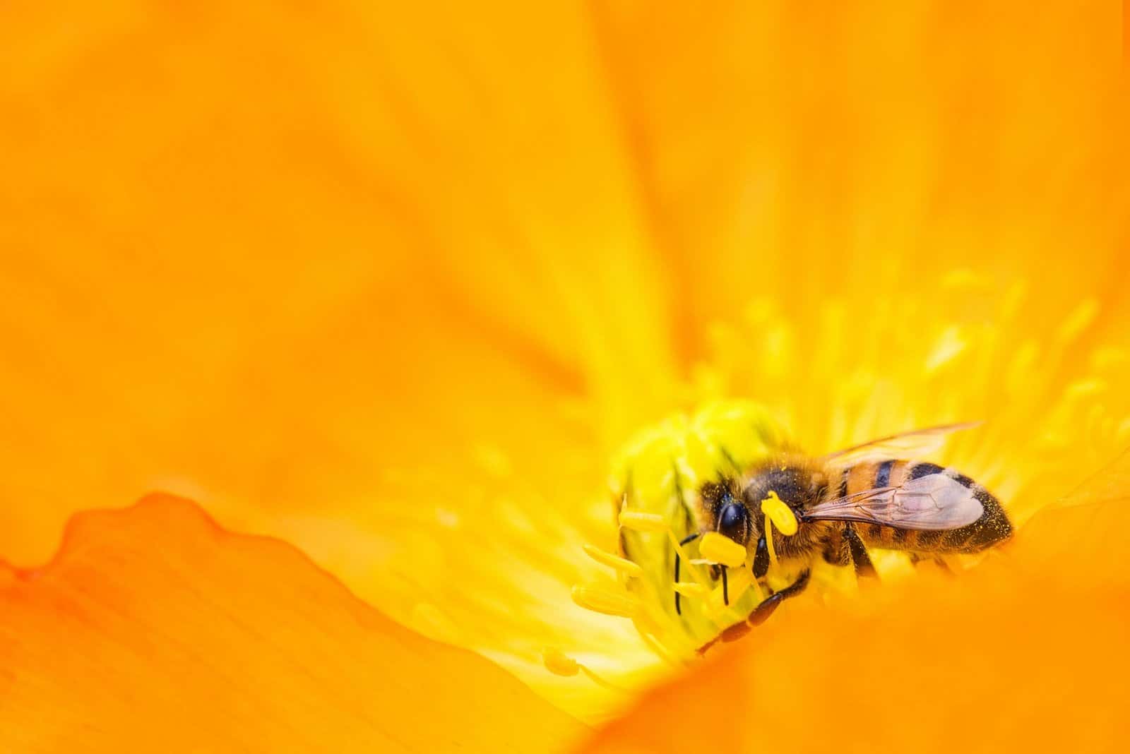 A honey bee resting on a bright flower