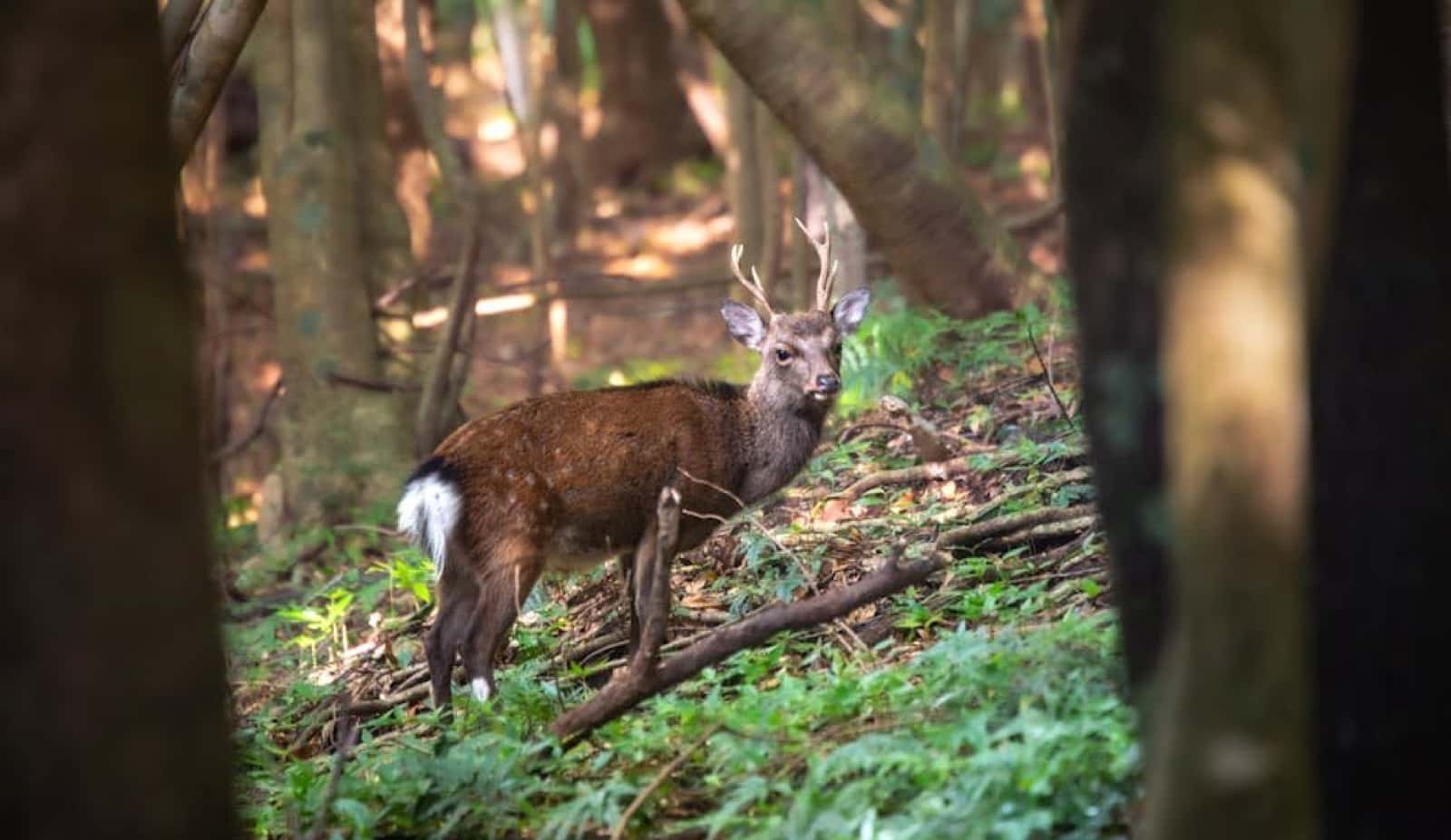 A young deer with small antlers standing among trees in a sunlit forest and looking at the camera