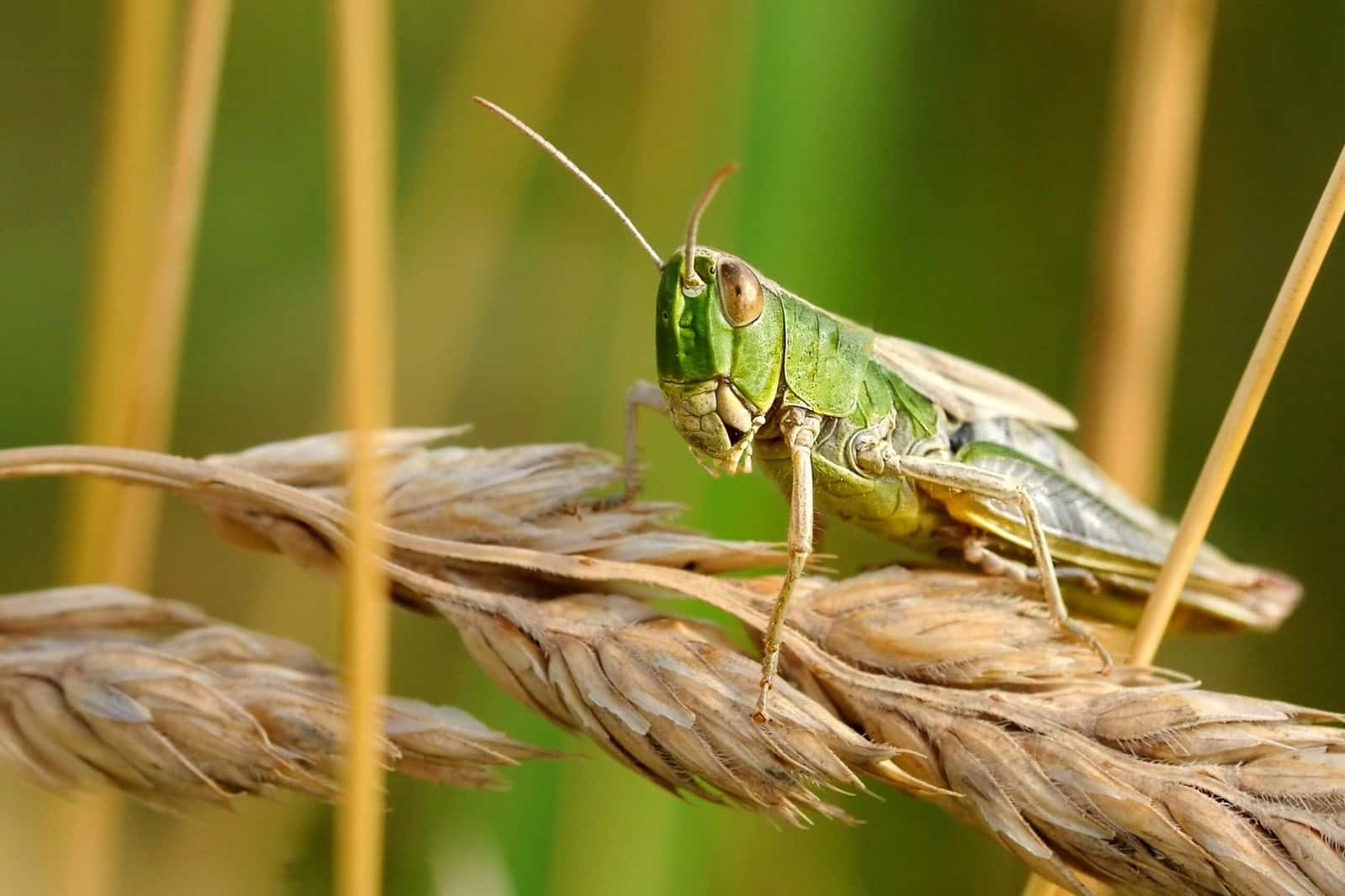 A green grasshopper sitting on a golden ear of wheat in a summer field