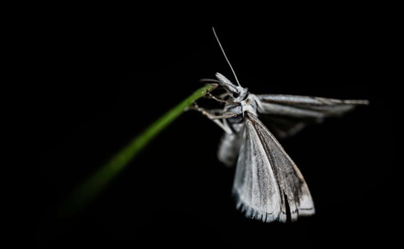 A pale gray moth holding onto a thin green stem against a black night sky