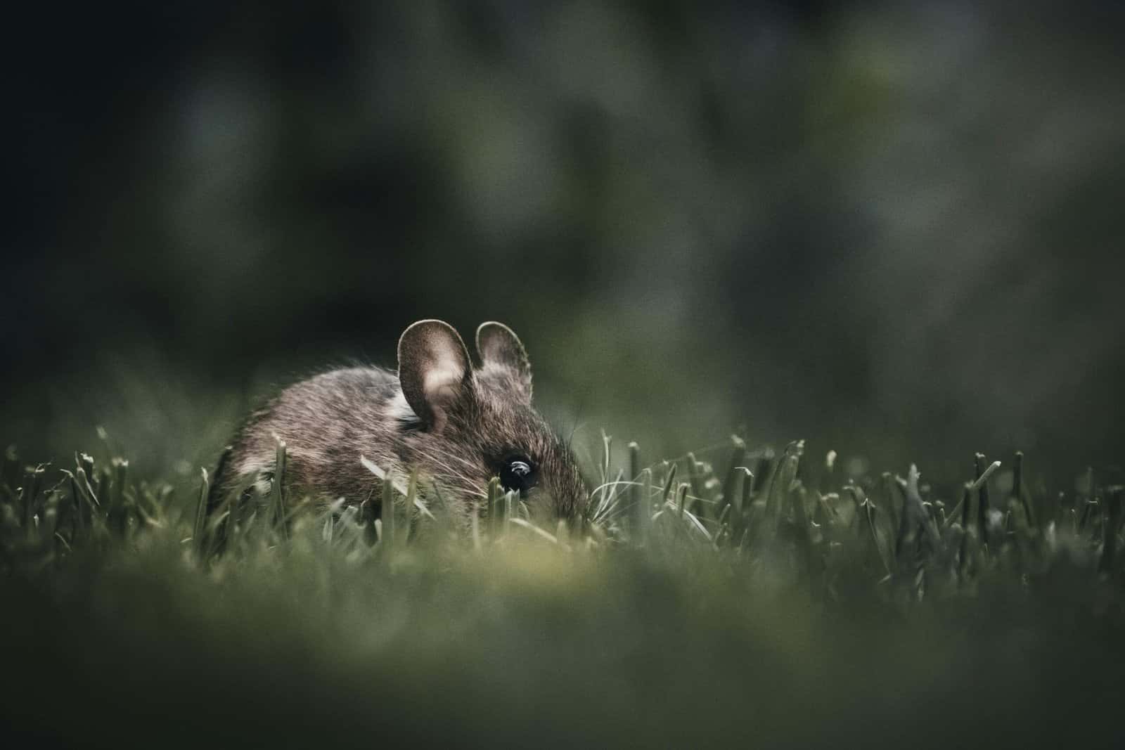 A small brown mouse with round ears sitting in the grass at dusk