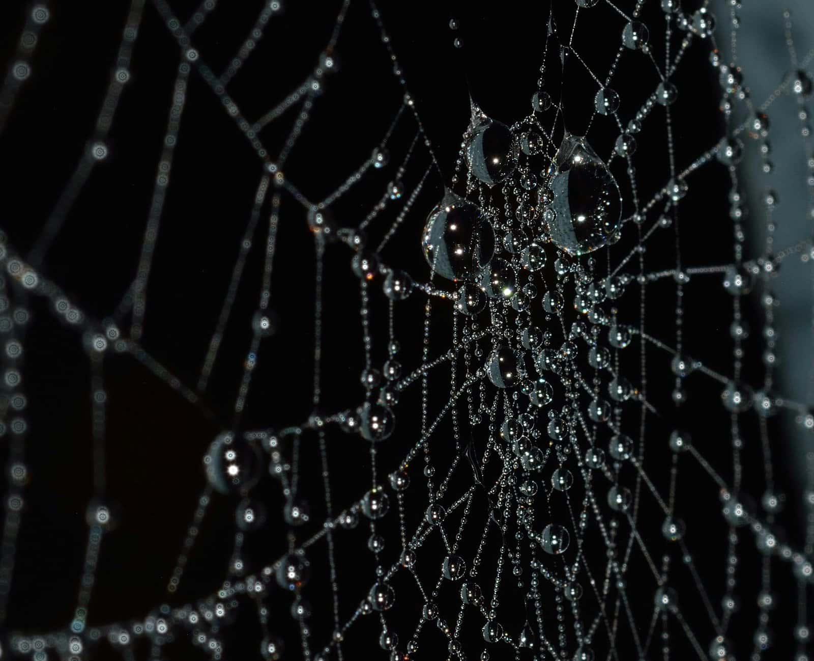 A spider web covered in tiny drops of dew against a dark background