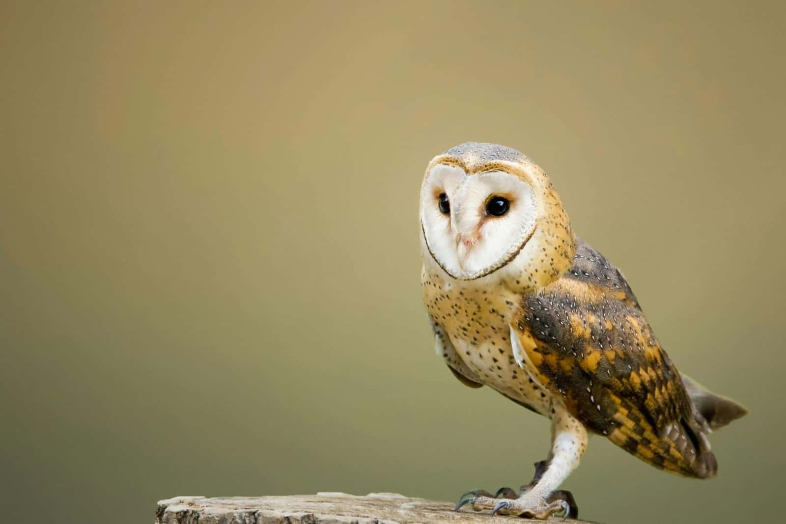An owl sitting on a tree branch at night