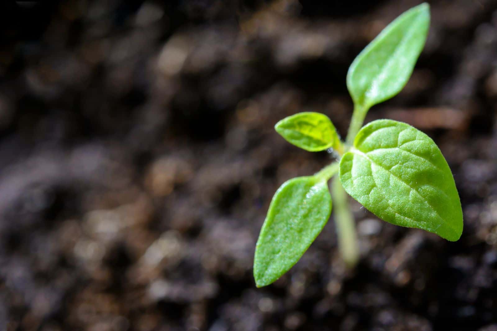 A small green seedling growing out of dark soil