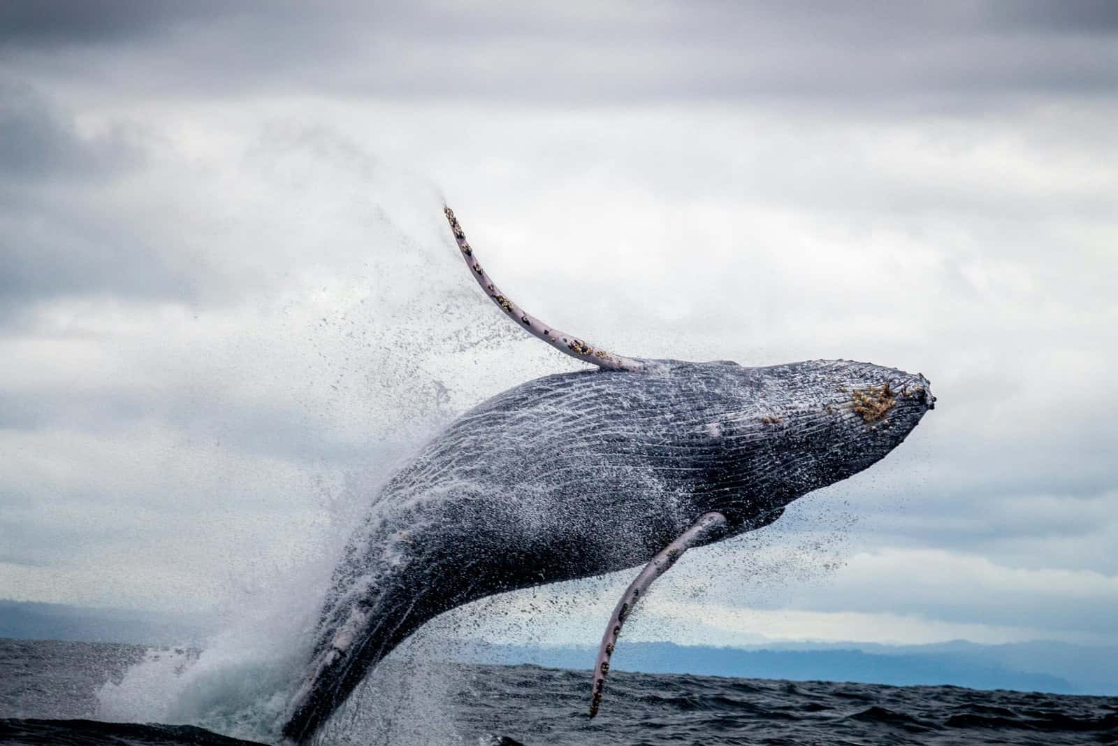 A humpback whale leaping out of the gray ocean under a cloudy sky
