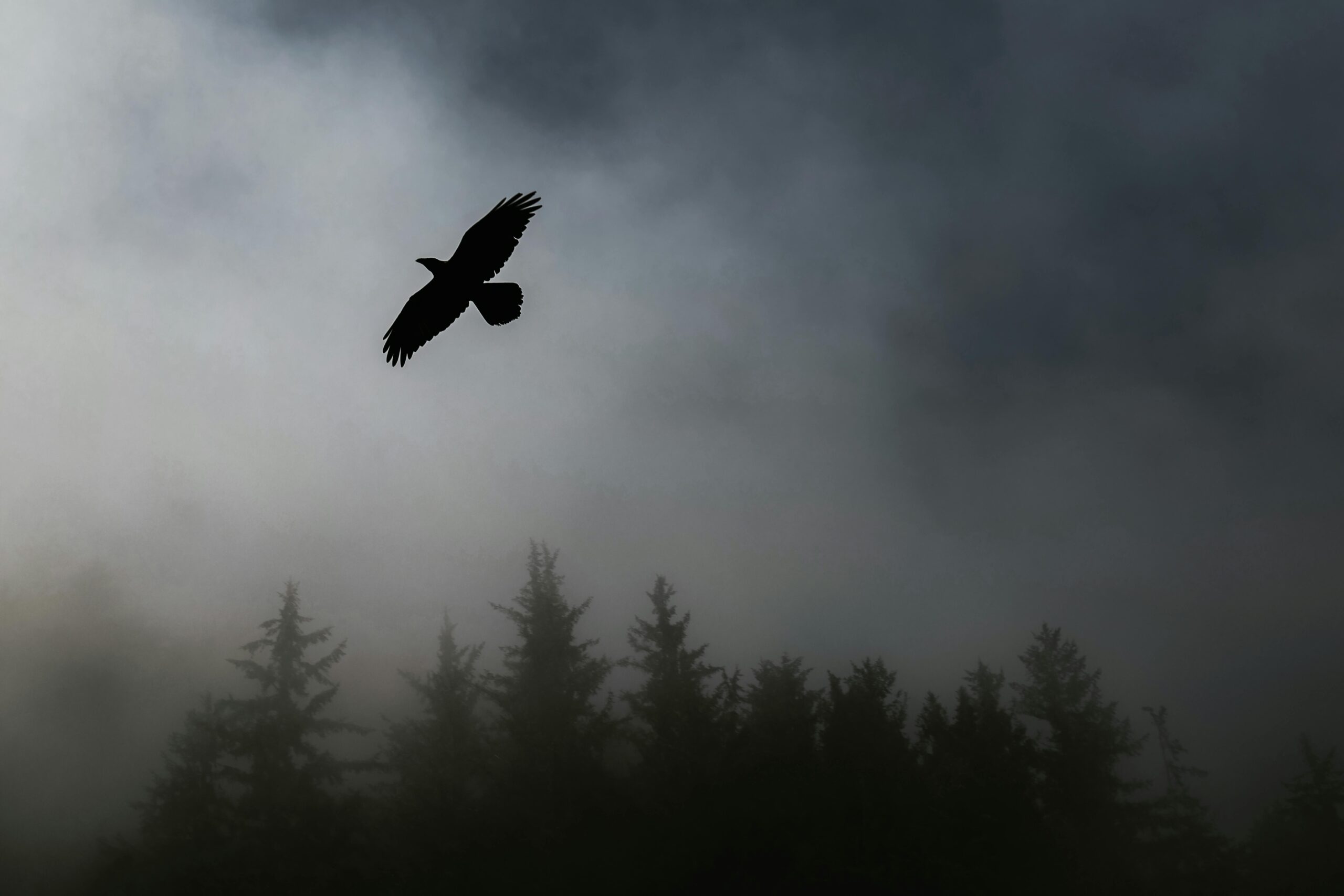 Seeing a Crow: Spiritual Meaning