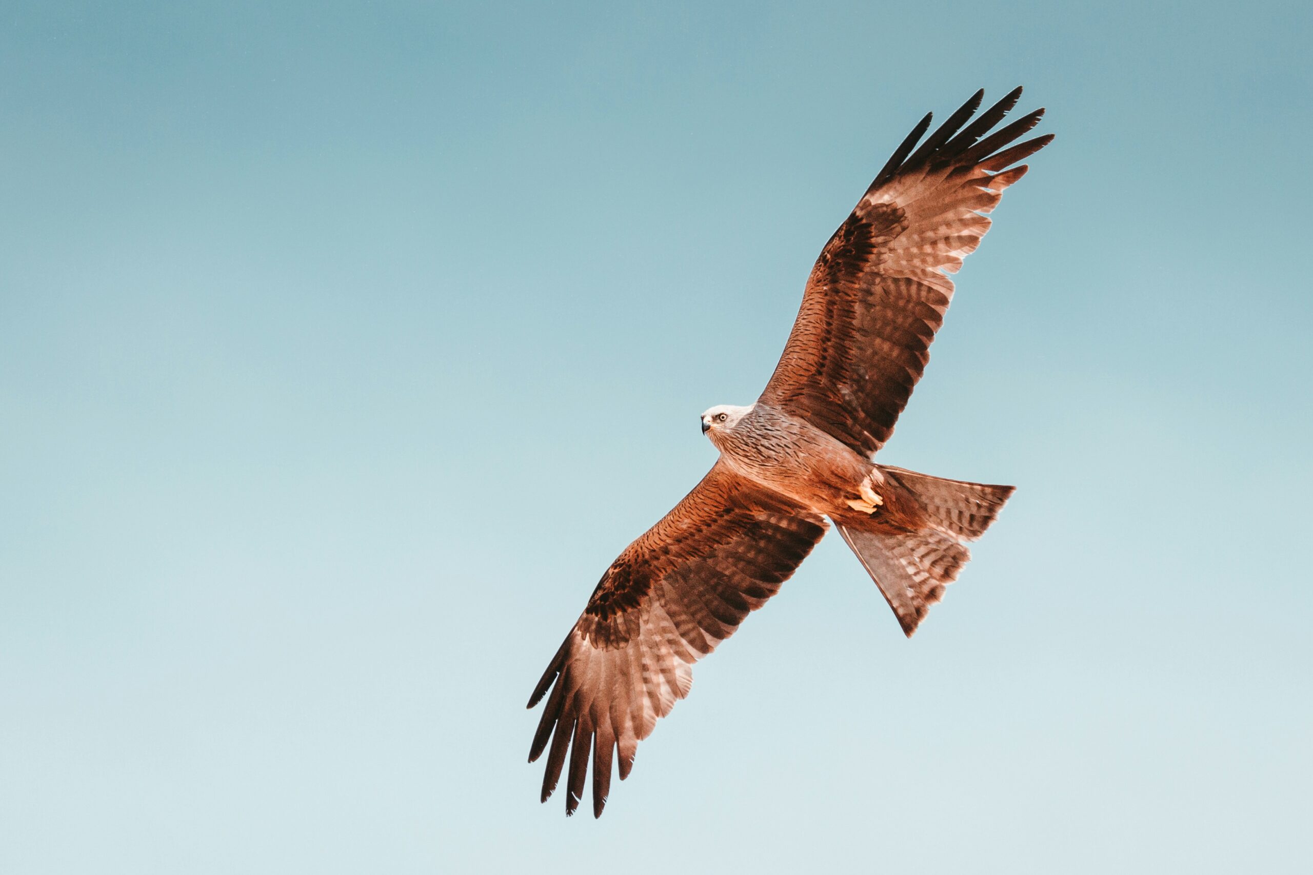 Hawk Spiritual Meaning: A Messenger of Vision and Higher Truth