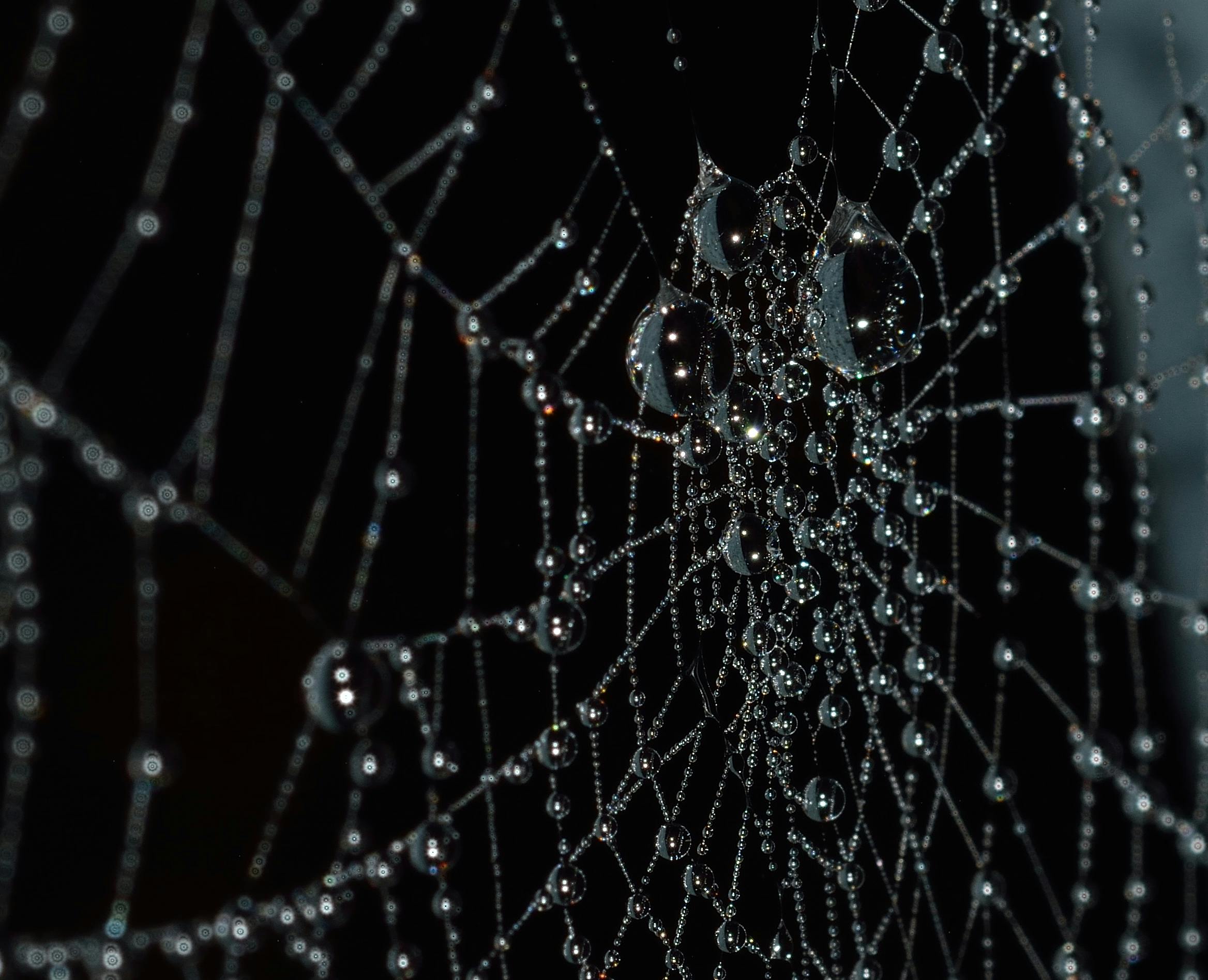Seeing a Spider: Spiritual Meaning