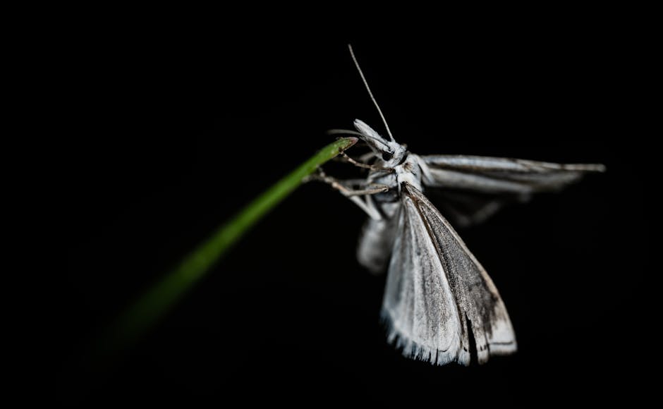 Seeing a Moth: Spiritual Meaning