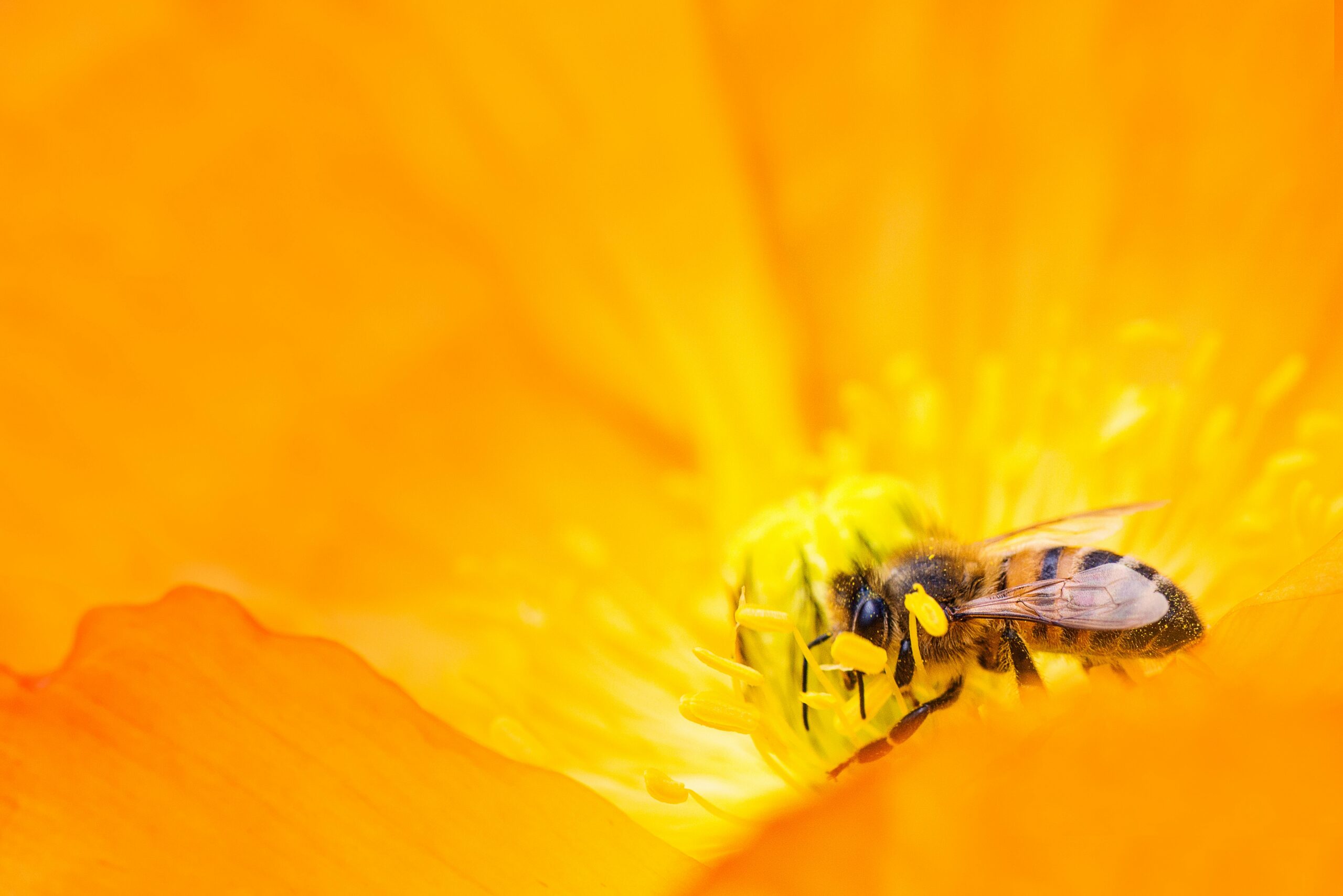 Seeing a Bee: Spiritual Meaning