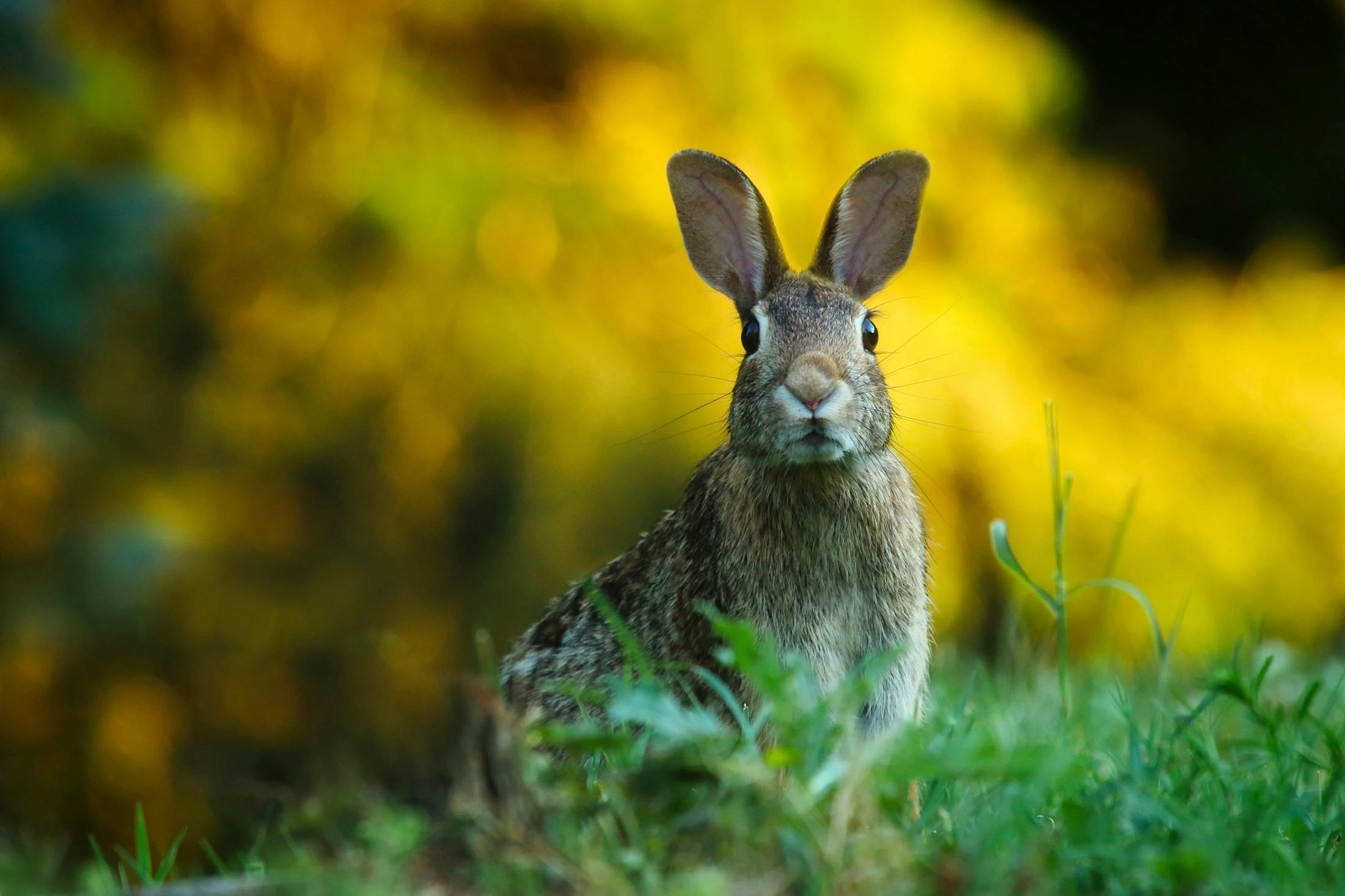 Rabbit Spirit Animal: Spiritual Meaning